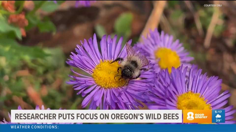 Oregon's wild bees