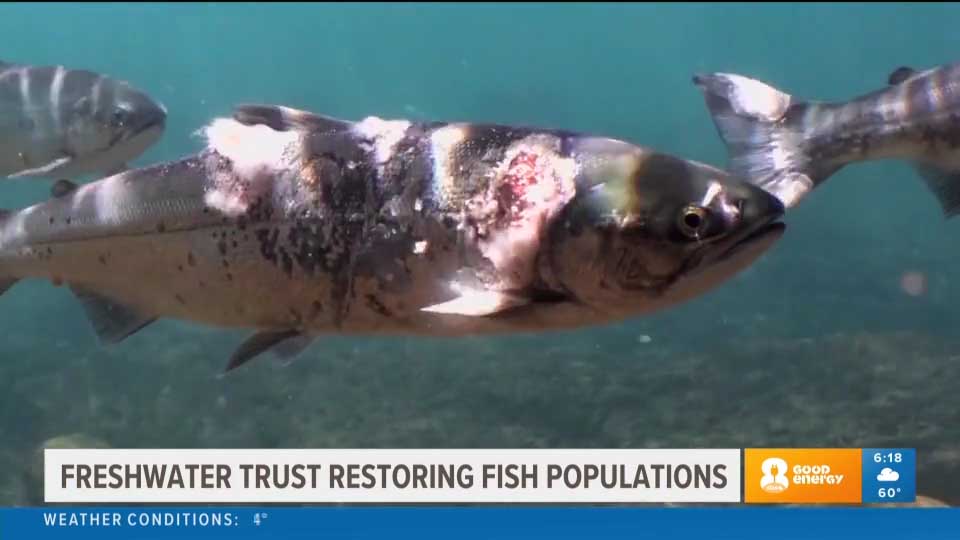 Freshwater Trust restoring fish populations