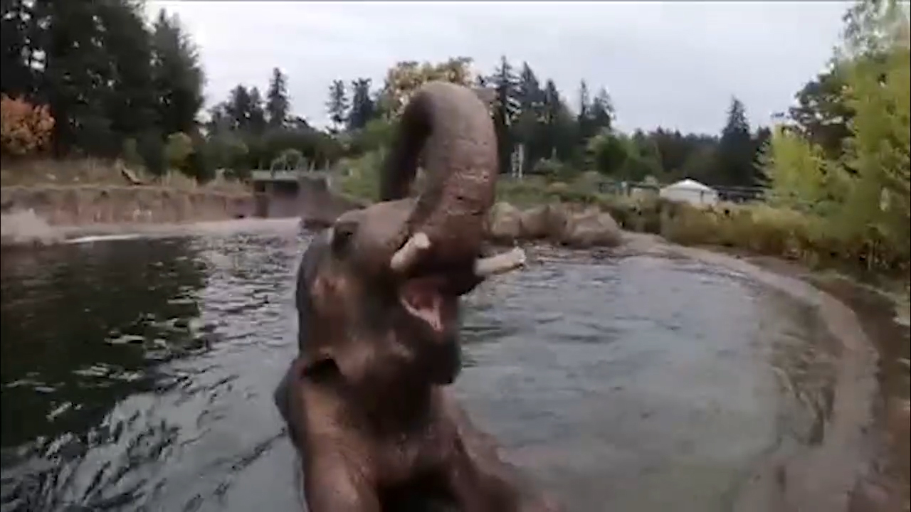 Meet Samudra, the 11-year-old elephant at the Oregon Zoo
